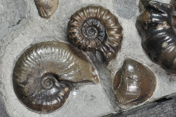 Tragophylloceras loscombi, 3 cm with Androgynoceras maculatum, Robin Hoods Bay