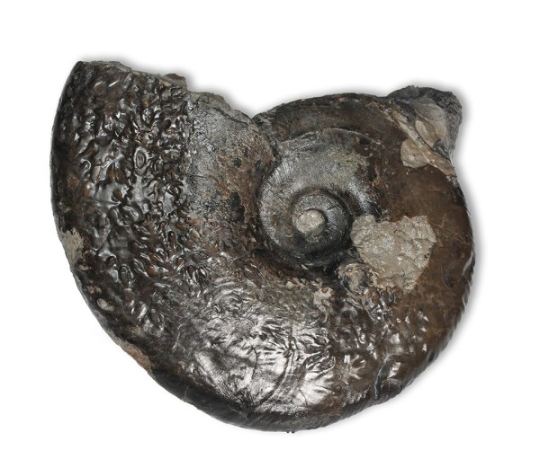 Tragophylloceras numismale, 12 cm, Robin Hoods Bay