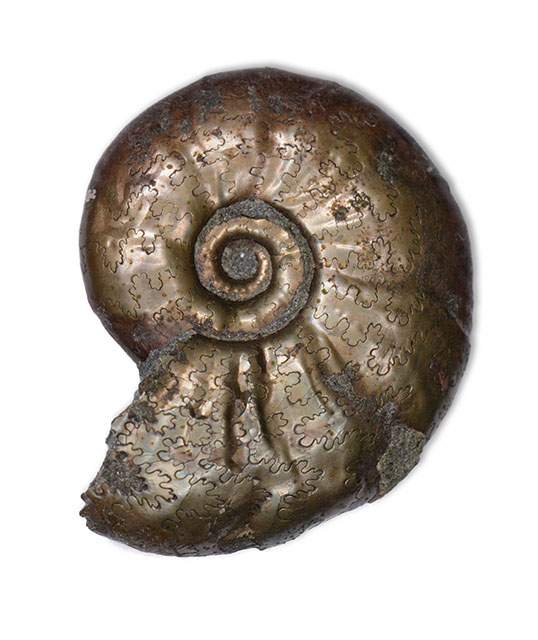 Tragophylloceras numismale, 1.6 cm, Robin Hoods Bay