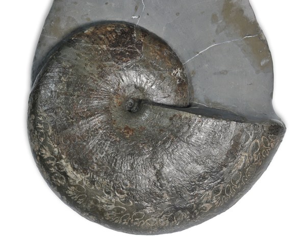 Phylloceras heterophyllum, 12 cm, Kettleness