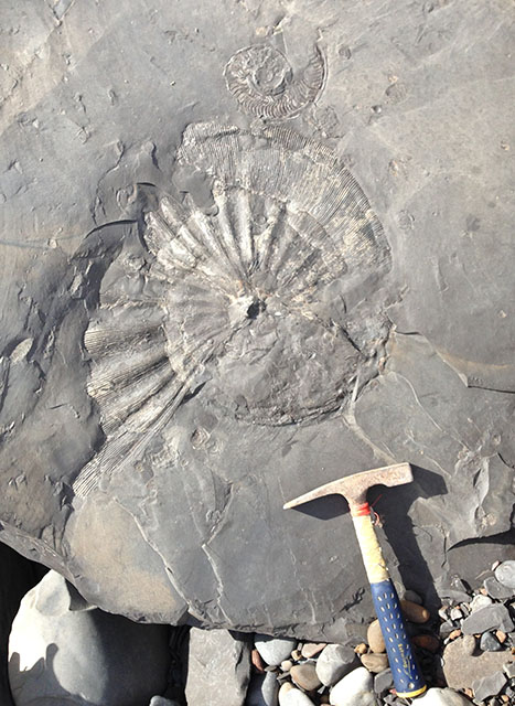 Phylloceras heterophyllum, approx. 80 cm, Ravenscar