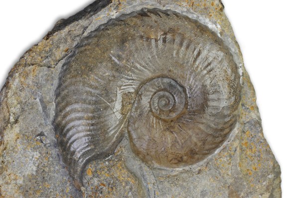 Tragophylloceras undulatum, finely ribbed variant, complete shell with mouth border, 5 cm, Radstock / Somerset