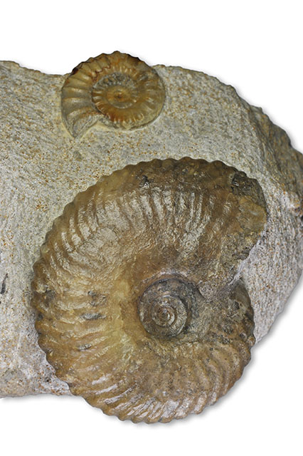 Tragophylloceras undulatum, coarsely ribbed variant, 7 cm, Fresney-le-Puceux / France