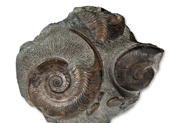 Harpoceras falciferum, 12 cm and 8 cm, Sandsend