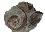 Harpoceras falciferum, 12 cm and 8 cm, Sandsend