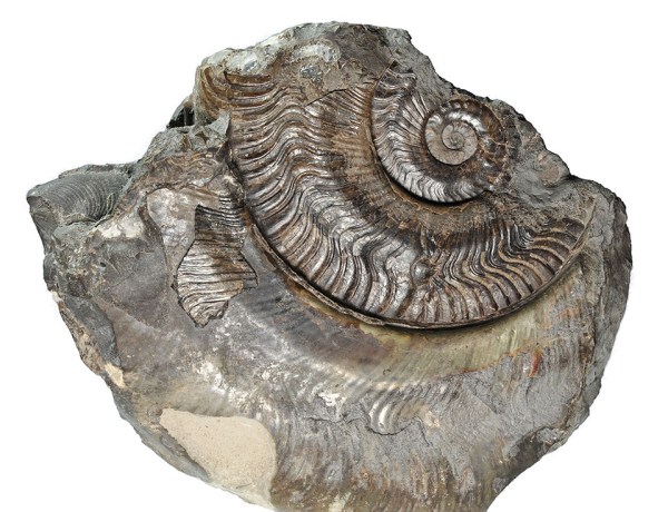 Fragmentary Harpoceras falciferum on back of two other specimen, would have been about 30 cm in diameter if complete