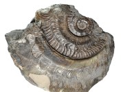 Fragmentary Harpoceras falciferum on back of two other specimen, would have been about 30 cm in diameter if complete