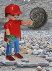 To be or not to be ... a Harpoceras ?