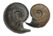 Harpoceras aff. serpentinum, 10 cm from Hawsker Bottoms (left) and Harpoceras serpentinum, 8 cm, from Altdorf/Germany (right)
