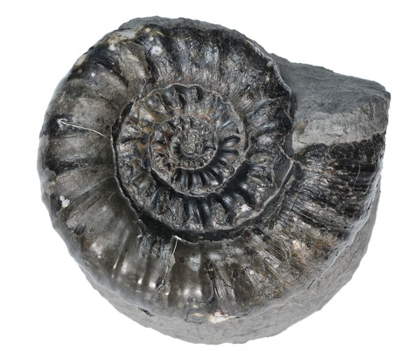 Androgynoceras maculatum, 8 cm, with complete mouth border after preparation