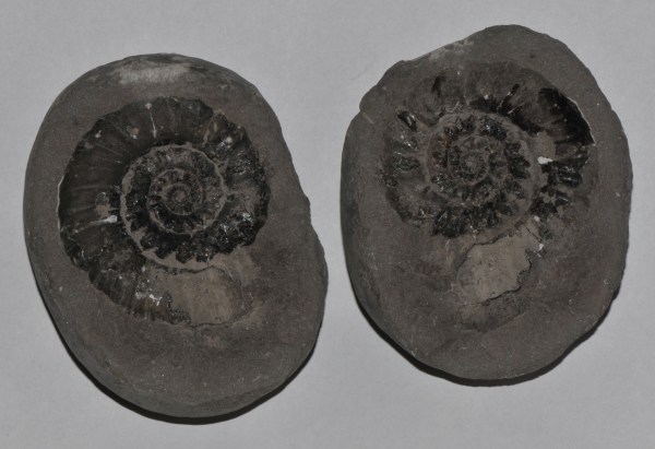 Androgynoceras maculatum, 8 cm, split nodule as found. The end part of the body chamber is on the negative part of the nodule and had to be transfered to the positive side.