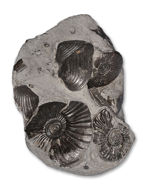 Nodule with multiple Eparietites ammonites, Cardinia bivalves and a Hispidocrinus crinoid stem, width of nodule 11 cm