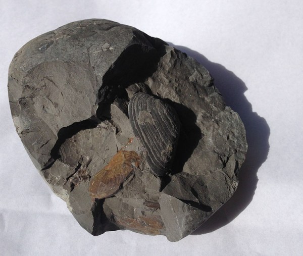 Nodule with 1 Eparietites ammonite and 1 Cardinia bivalve showing after first blow with hammer. The soft nodule would have been obliterated after another blow...