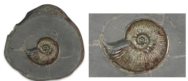 Prepped Haugia variabilis, 7.5 cm, in 16 cm nodule