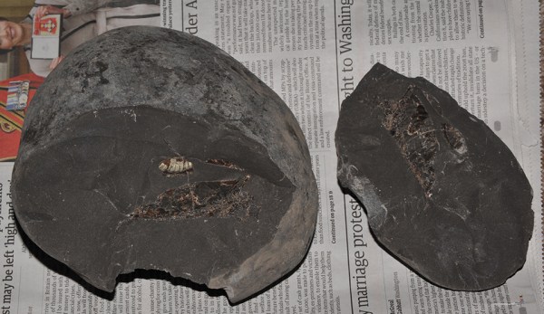 Haugia in discarded nodule after another exploratory blow with the hammer...