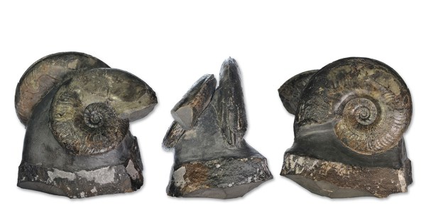 Double Ovaticeras ovatum (8 & 7.5 cm) from the core of a septarian nodule. The smaller specimen split off with the wrong side and had to be re-affixed to the matrix after prepping from the other side as well - it was found in 2000 and finally prepped complete in 2014...