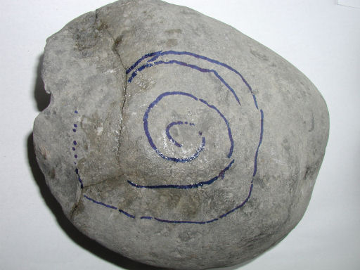 Nodule with Zugodactylites - approximate position of the ammonite marked before glueing the nodule.