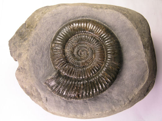 Nodule with Zugodactylites braunianus, 8cm, complete with mouth border after preparation