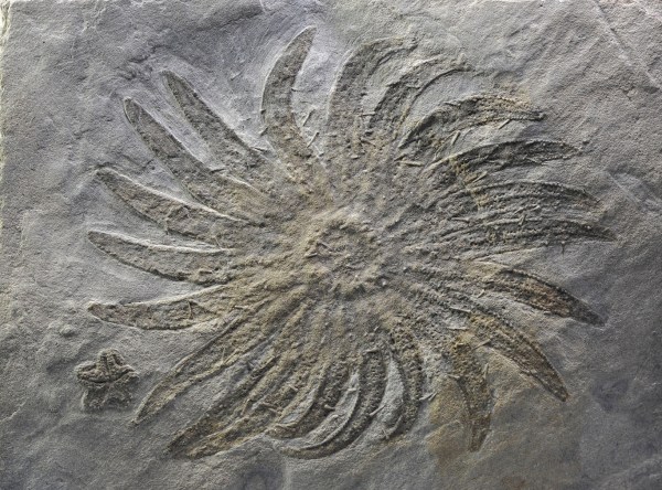 Plumaster ophiuroides, 11 cm with small Tropidaster pectinatus