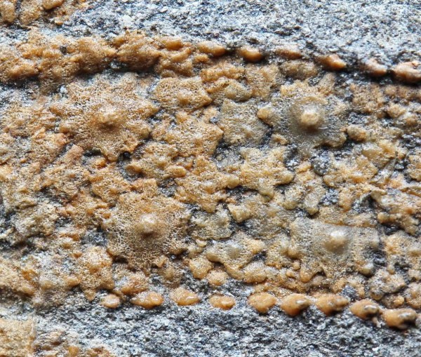 Beautiful fine ossicle structure of Plumaster arems, specimen Bolton collection, picture by kind permission