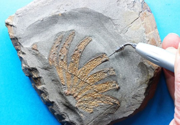 Fragment of Plumaster sp with dental descaler used for preparation, specimen Bolton collection, picture by kind permission