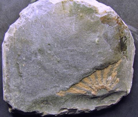 Fragment of Plumaster sp as found, specimen Bolton collection, picture by kind permission