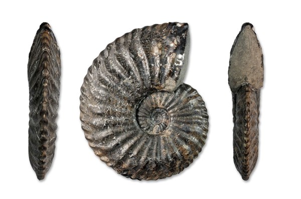 A 7.4 cm Amaltheus stokesi/bifurcus "inbetweener"