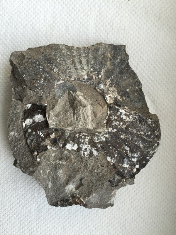 A wreck of an Amaltheus as found - hope for a salvagable inner whorl ?