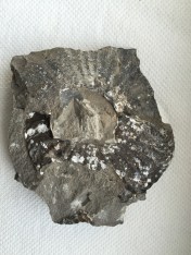 A wreck of an Amaltheus as found - hope for a salvagable inner whorl ?