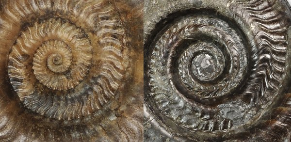 Direct comparison of inner whorls of Hildaites murleyi (left) and Hildoceras lusitanicum (right)