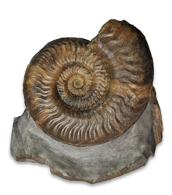 Beautiful 8.5 cm Hildaites murleyi (MOXON) in a borealis nodule from Hildesheim/Germany