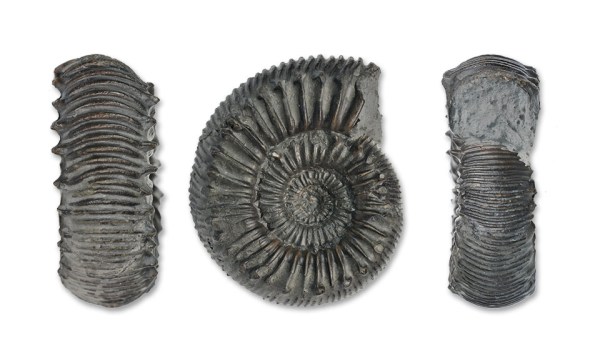 Catacoeloceras cf. jordani GUEX, 5 cm diameter