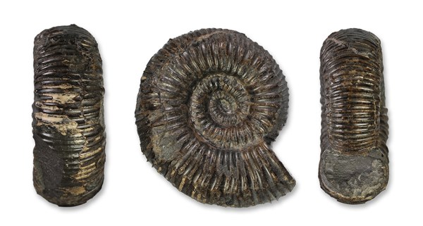 Catacoeloceras crassum, 5 cm diameter