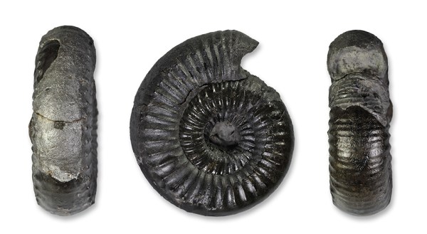 Catacoeloecras dumortieri (DE BRUN), 6 cm, complete specimen with hood at mouth border, unfortunately inner whorl not preserved