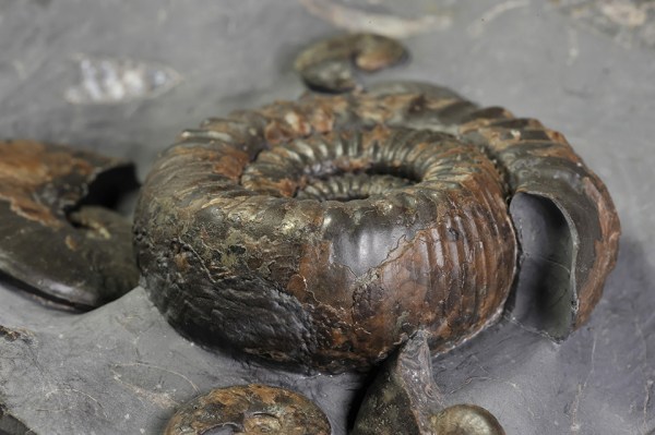 Venter view of Catacoeloceras dumortieri (DE BRUN), 6 cm, complete specimen with wonderfully carved out mouth border, a work of prep art by Mike Marshall