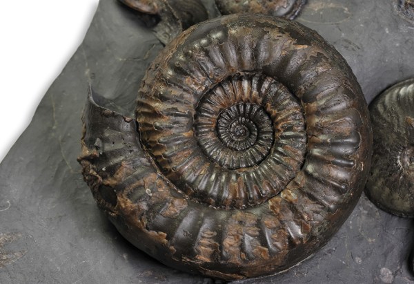 Catacoeloceras dumortieri (DE BRUN), 6 cm, complete specimen with mouth border