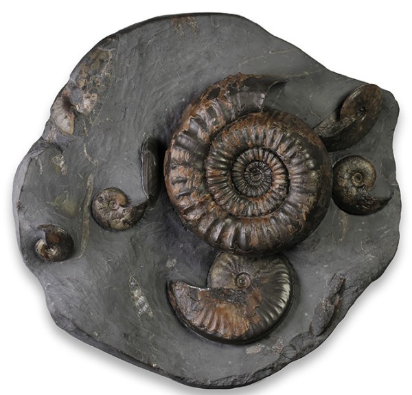 Catacoeloceras dumortieri (DE BRUN), 6 cm, complete specimen with mouth border, associated with severall Pseudolioceras boulbiense, purchased from Mike Marshall