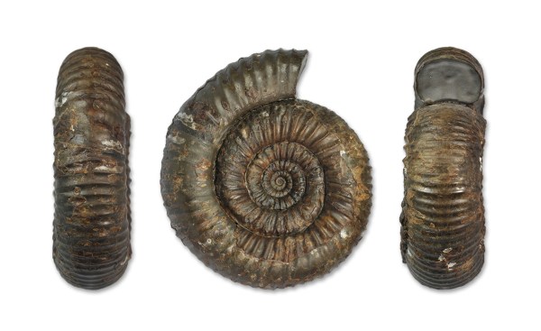 Catacoeloceras raquinianum (D´ORBIGNY, 1844), 7 cm, complete specimen