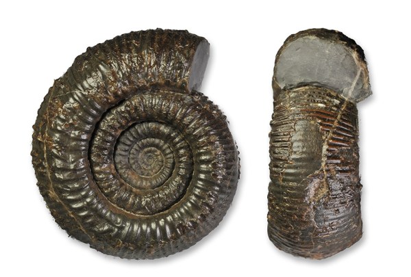 Catacoeloceras crassum (YOUNG & BIRD, 1828), 6 cm, slightly pathological