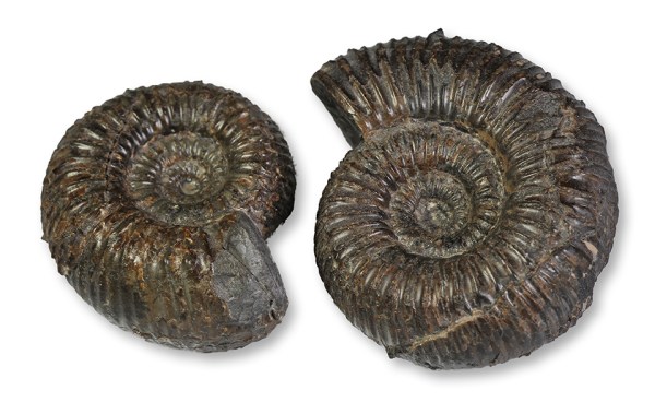 2 inner whorls Catacoeloceras crassum, 4 & 5 cm