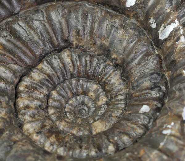 Coronate inner whorl of Catacoeloceras raquinianum