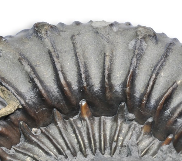 Catacoeloceras cf. jordani, inner whorls without visible fibulation