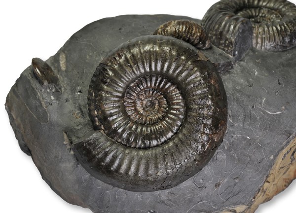 Catacoeloceras puteolum (SIMPSON, 1855), 7 cm, only a few mm missing of the mouth border, purached from Byron Blessed