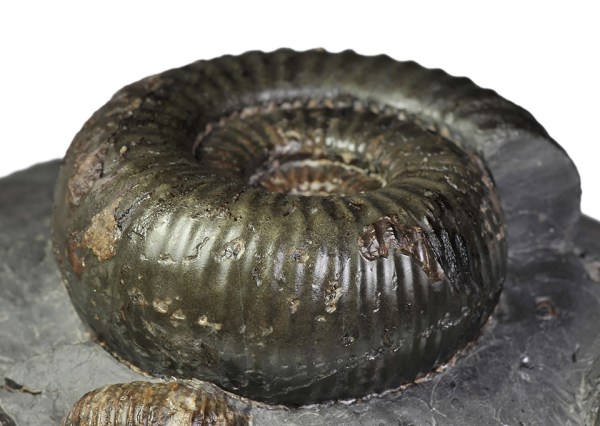 Venter view of Catacoeloceras puteolum (SIMPSON, 1855), 7 cm