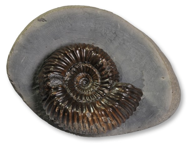 Small inner whorl of Catacoeloceras raquinianum, 3 cm, purchased from Mike Marshall