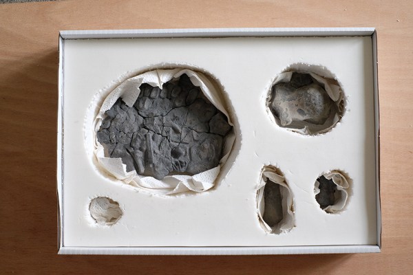 Ichthyosaur paddle fitted in to a box and the piece of foam