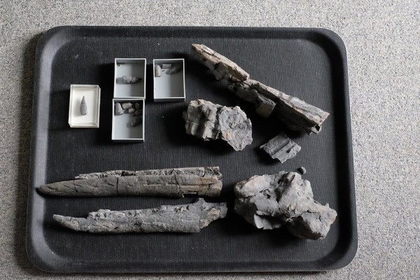 Ichthyosaur jaw parts and teeth laid out waiting to be packed...