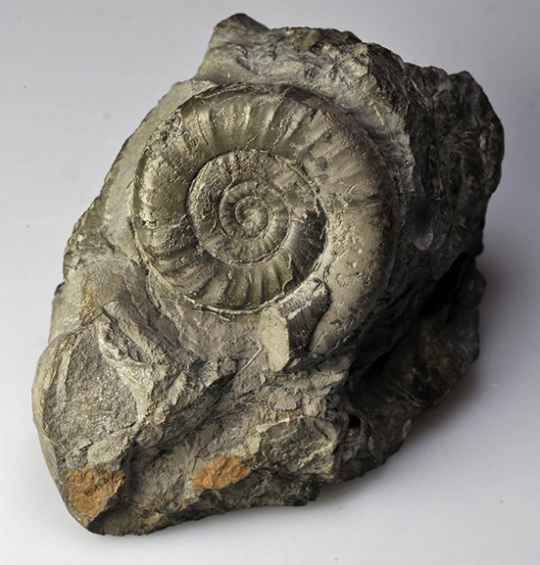 Gemmellaroceras rutilans (SIMPSON, 1843), diameter 40 mm