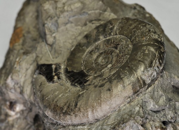 The ribs crossing the venter created a crenelated keel