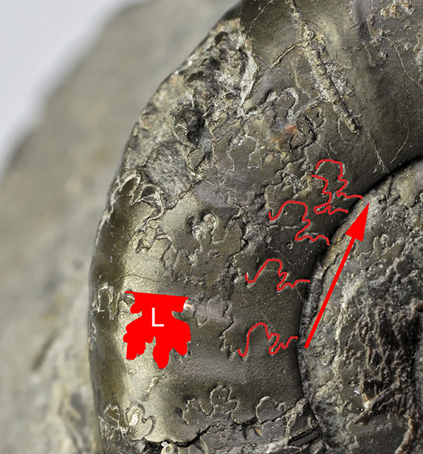 Trifid lateral lobe of the suture (marked L) and crowding of sutures towards the aperature, indicating an adult specimen